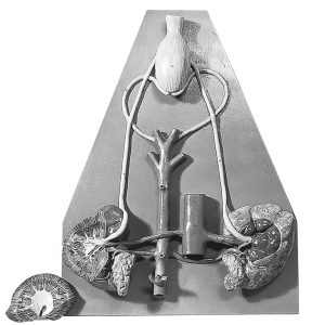 Urinary Tract of a Male Horse