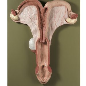 Genital Organs of a Mare