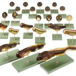 Models Showing the Development of the Frog