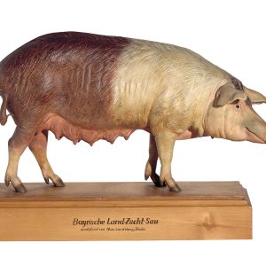 Bavarian Breeding Pig