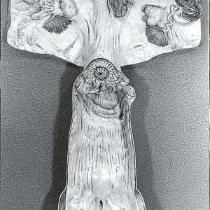 Female Genital Organs of the Cow