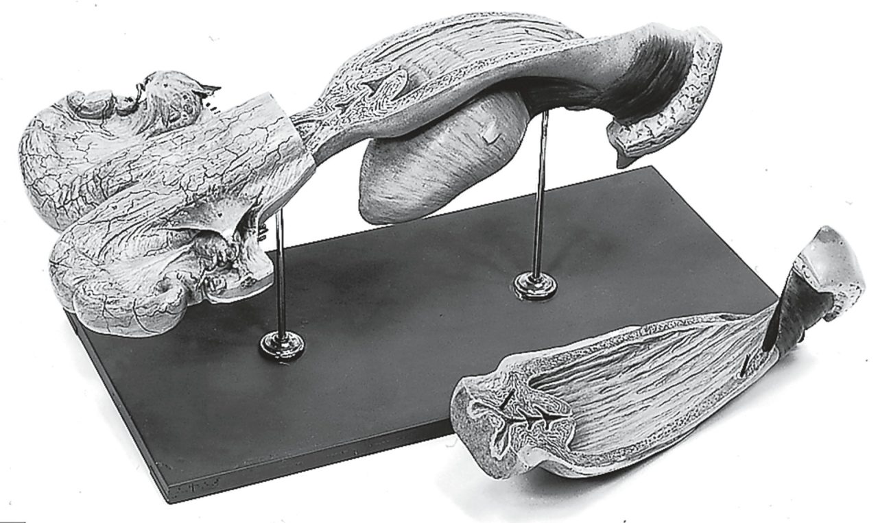 Female Genital Organs of the Cow
