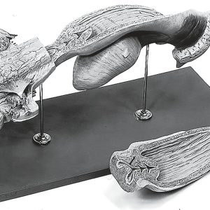 Female Genital Organs of the Cow