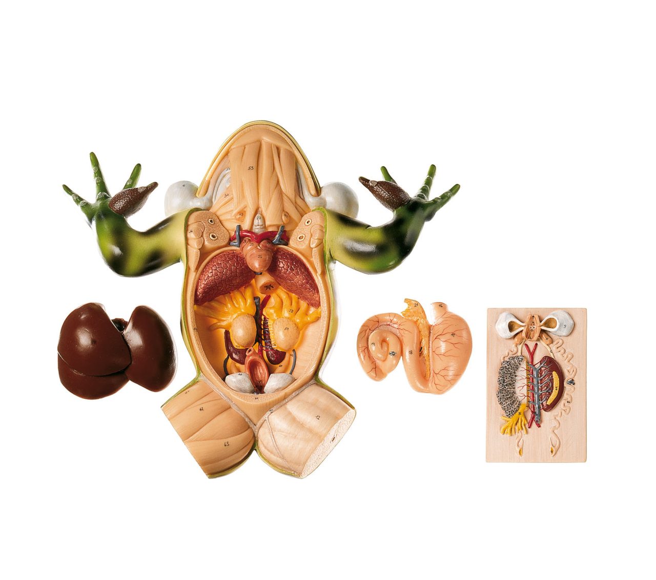 Edible Frog