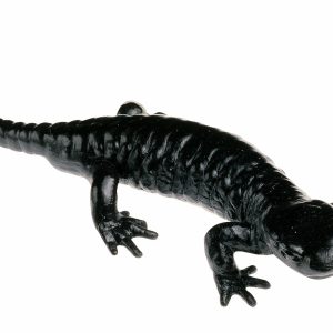 Alpine Salamander, Male