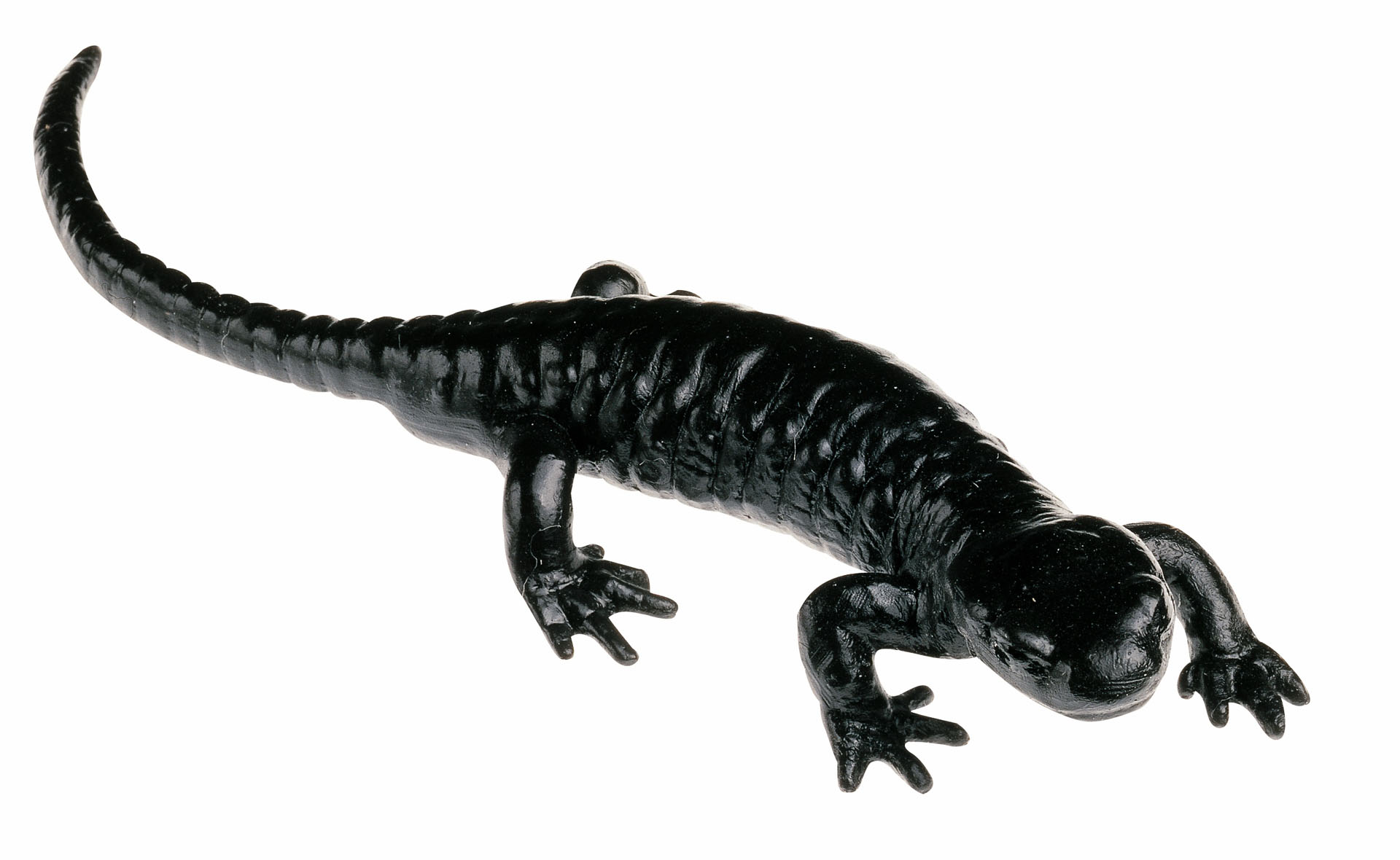 Alpine Salamander, Male