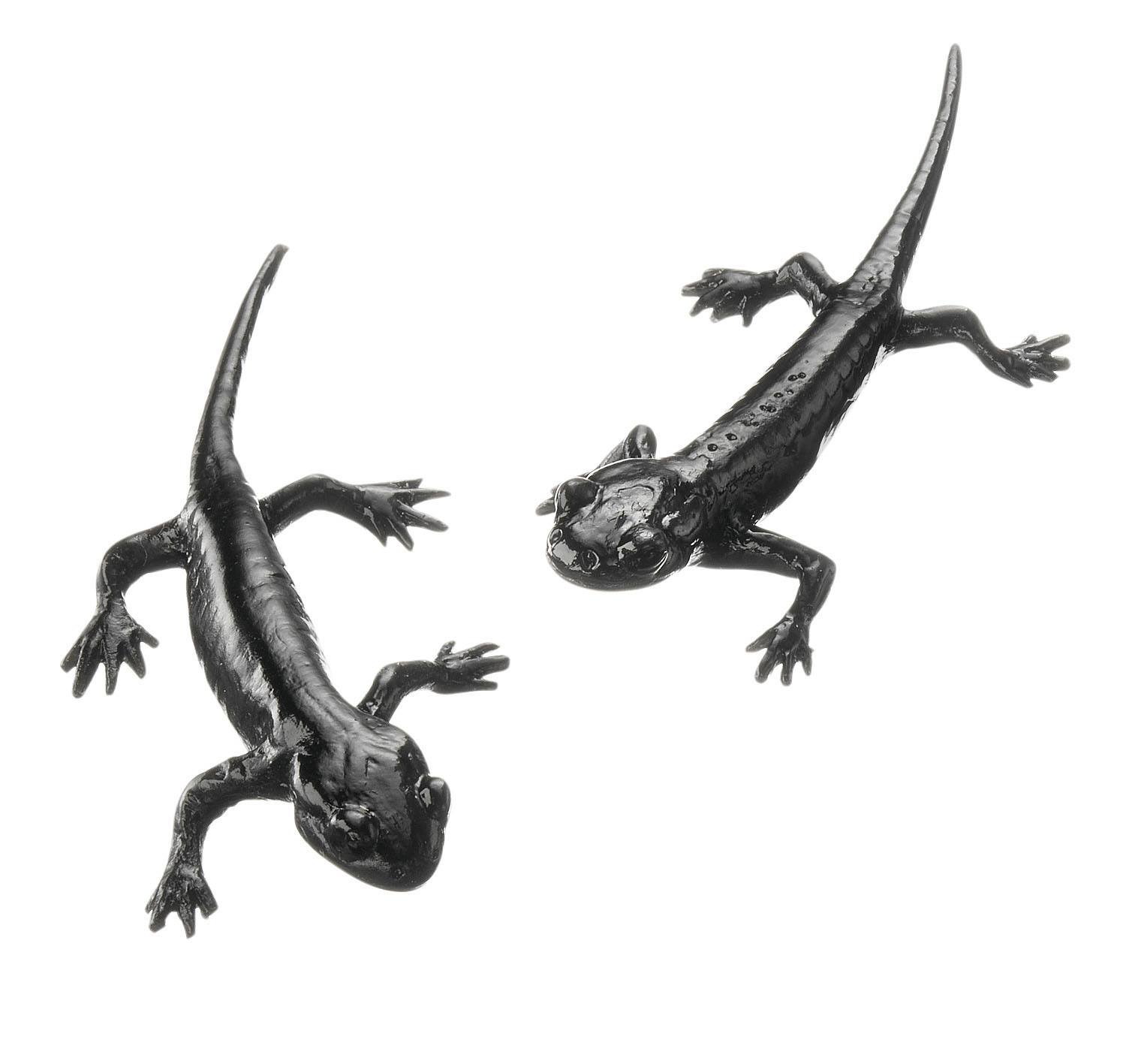 Alpine Salamander, Two Juveniles