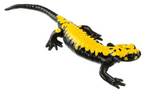 Golden Alpine Salamander