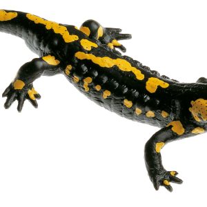 Spotted Fire Salamander, Male