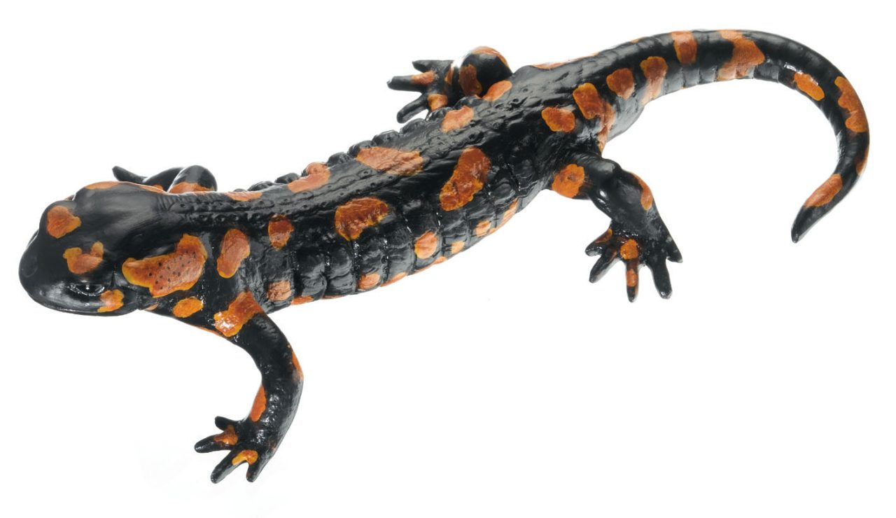 Spotted Fire Salamander Red Variant, Male