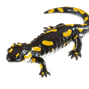 Spotted Fire Salamander, Female