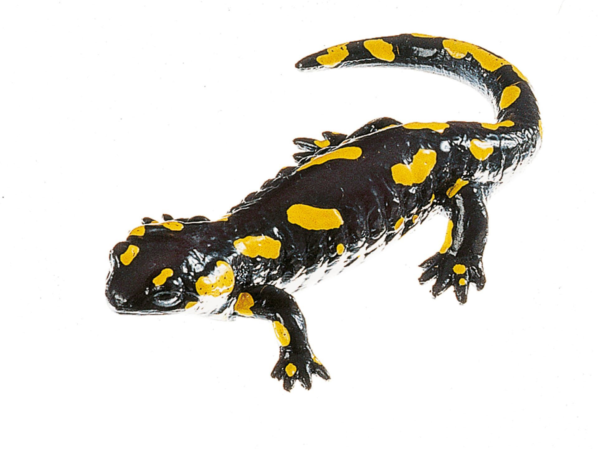 Spotted Fire Salamander, Female