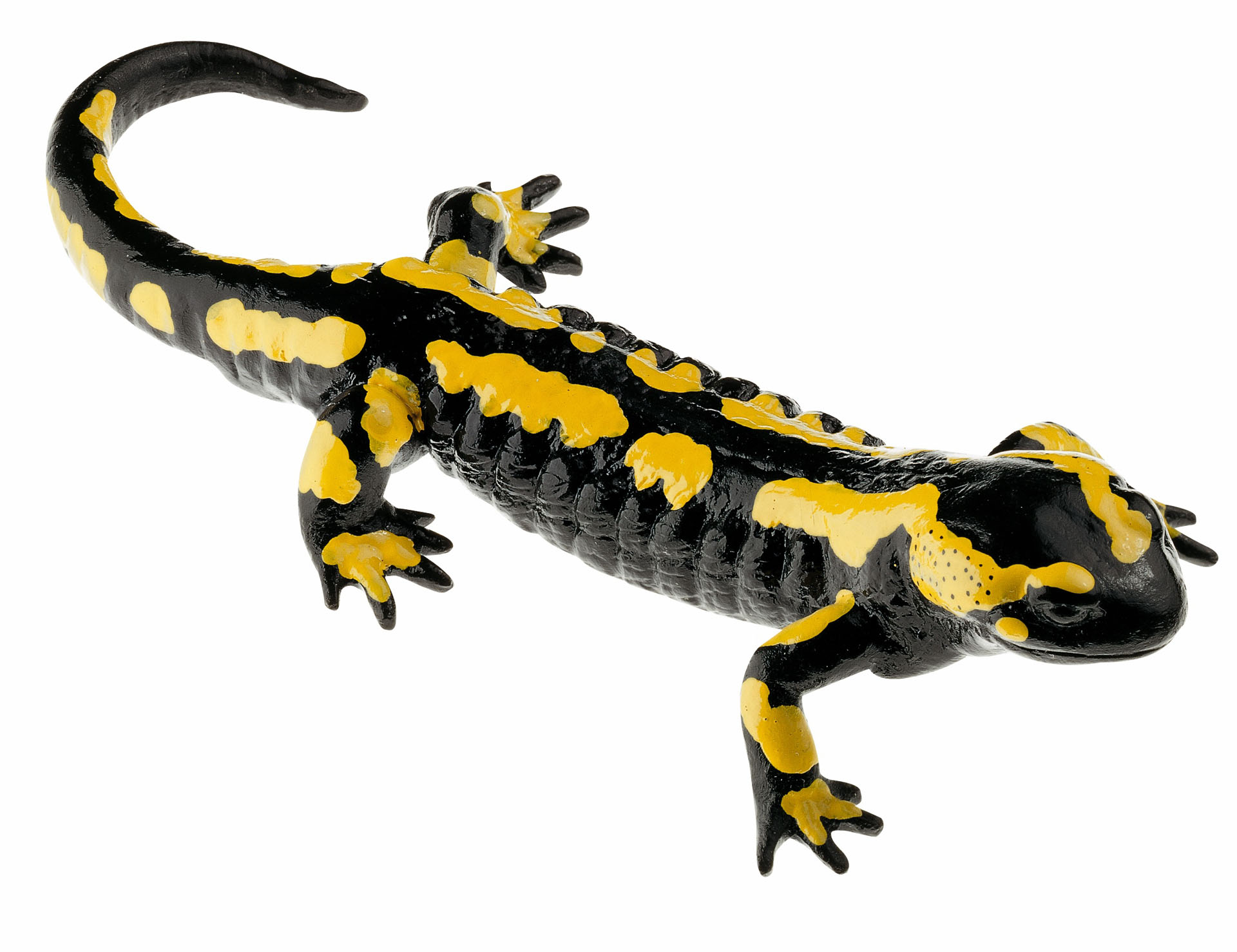 Striped Fire Salamander, Male