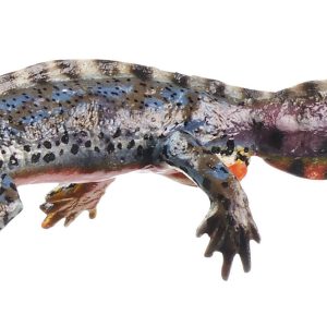 Alpine Newt in Its Aquatic Form, Male
