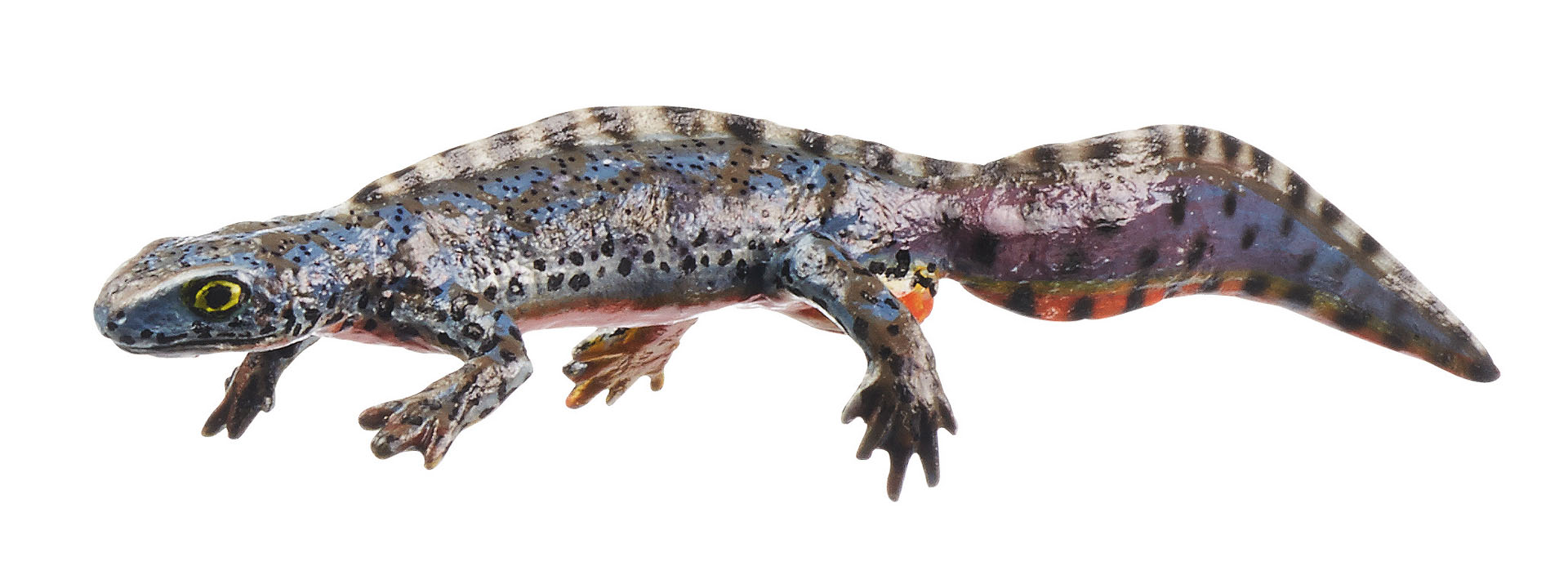 Alpine Newt in Its Aquatic Form, Male