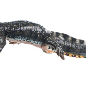 Alpine Newt in Its Aquatic Form, Female