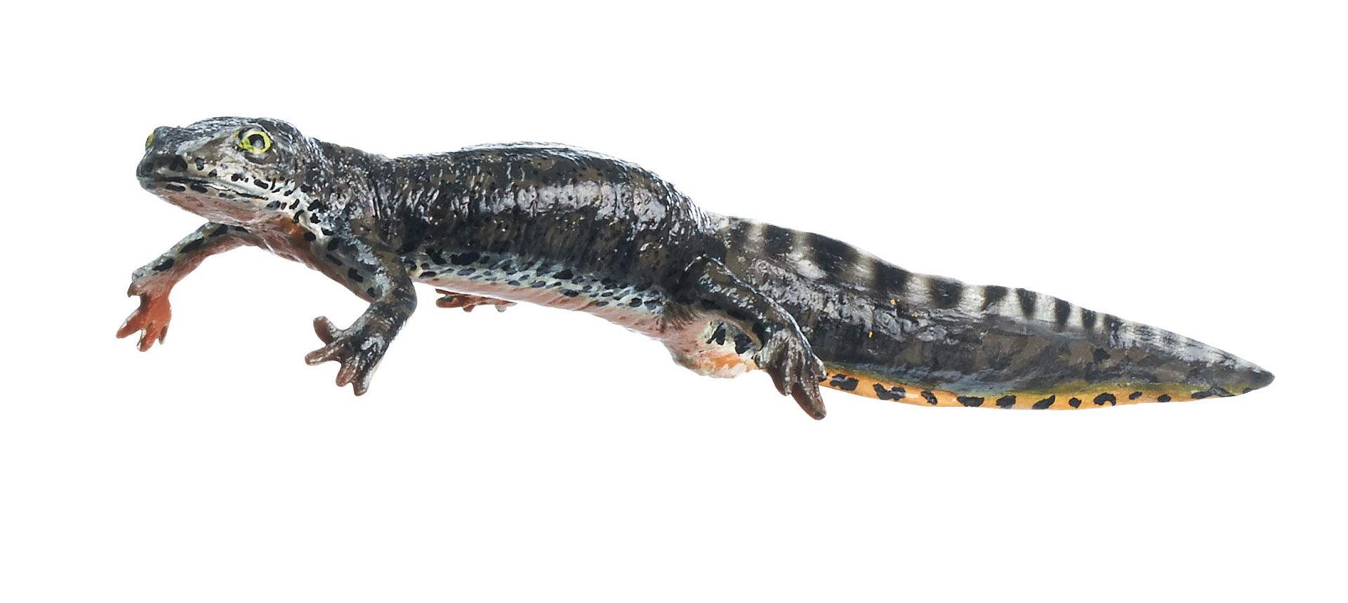 Alpine Newt in Its Aquatic Form, Female