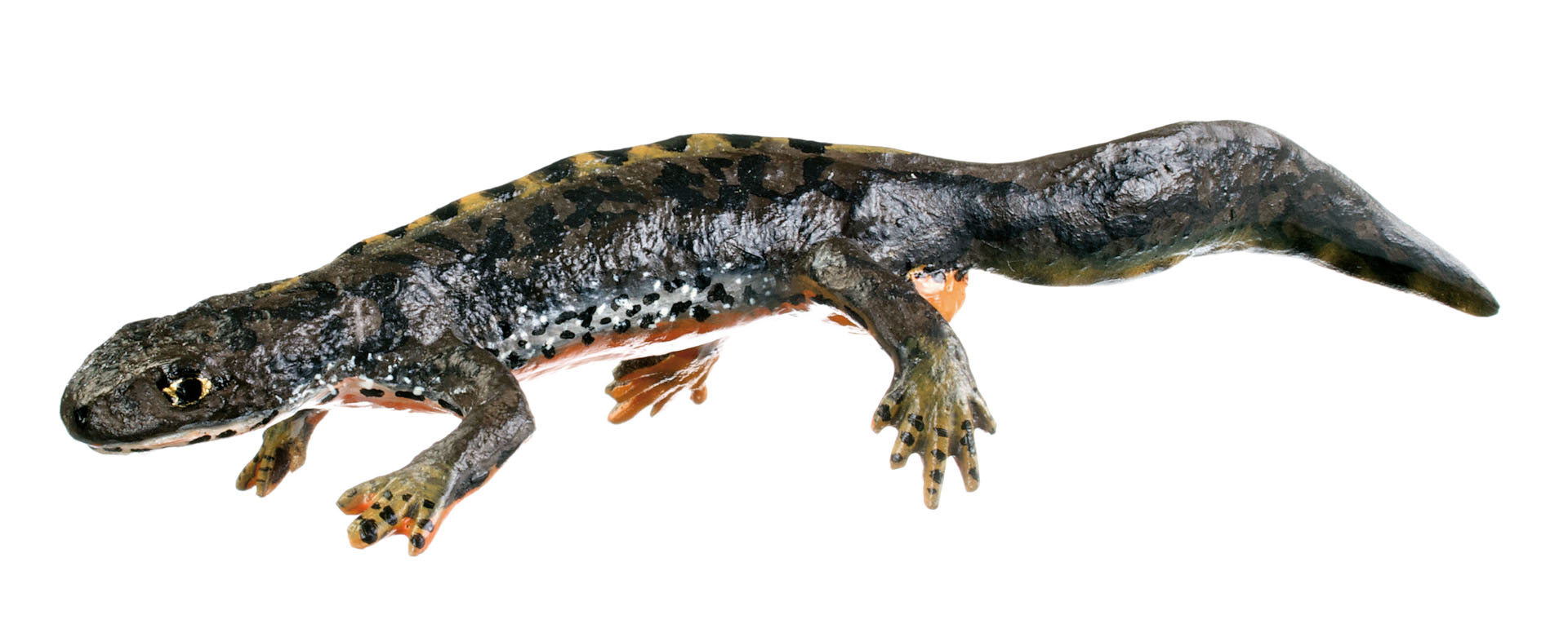 Alpine Newt in Its Terrestrial Form, Male