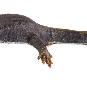 Alpine Newt in Its Terrestrial Form, Female