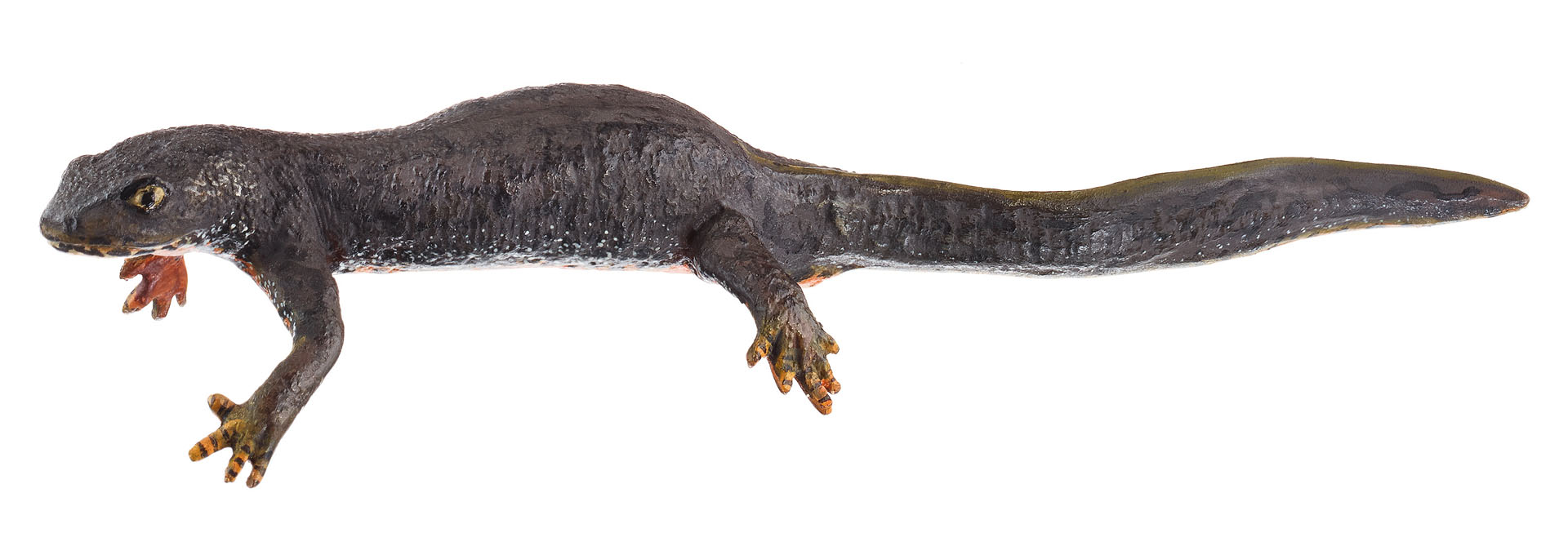 Alpine Newt in Its Terrestrial Form, Female