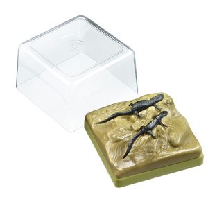 Alpine Newt in Their Terrestrial Form, Male and Female