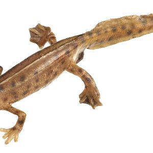Palmate Newt in Its Aquatic Form, Male