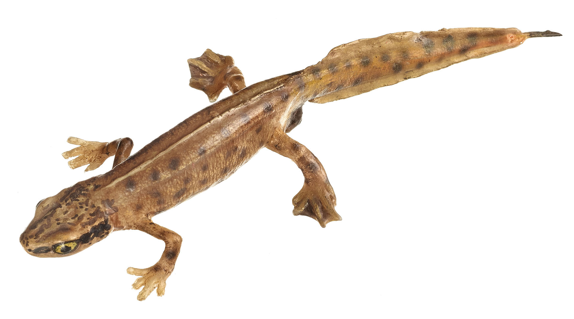 Palmate Newt in Its Aquatic Form, Male