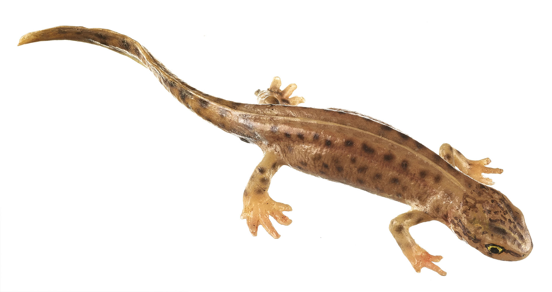 Palmate Newt in Its Aquatic Form, Female