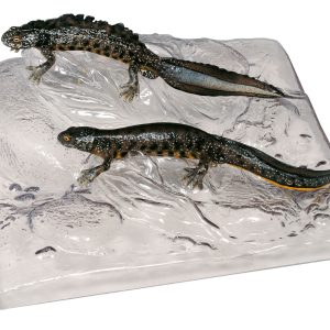 Northern Crested Newt in Their Aquatic Form, Male and Female