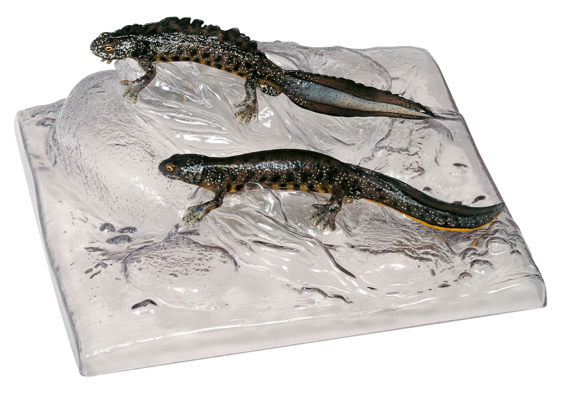 Northern Crested Newt in Their Aquatic Form, Male and Female