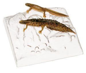 Common Newt in Their Aquatic Form, Male and Female