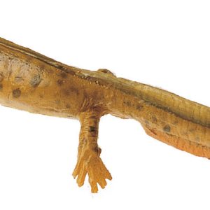 Common Newt in Its Aquatic Form, Female