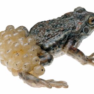 Midwife Toad With Spawn, Male