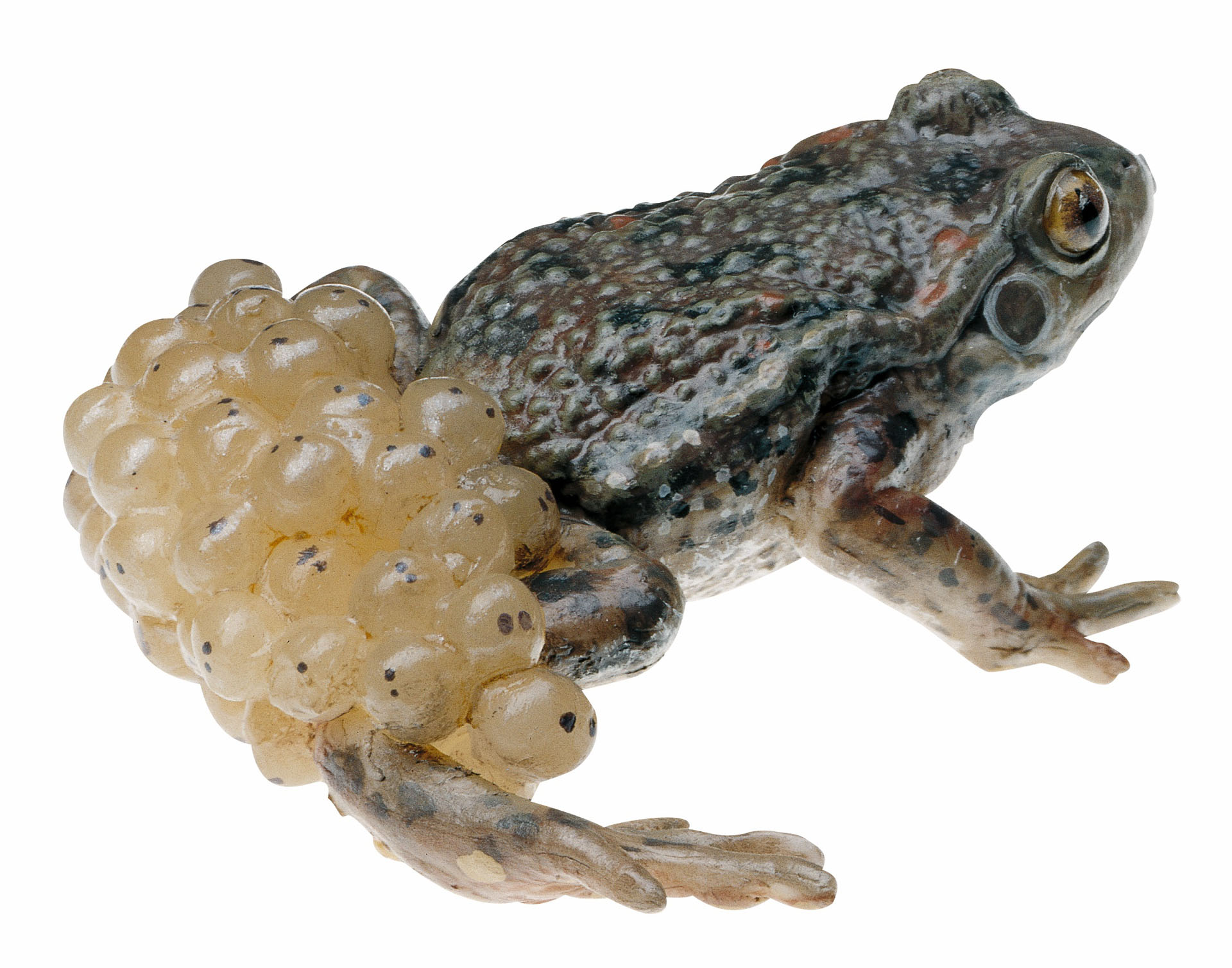 Midwife Toad With Spawn, Male