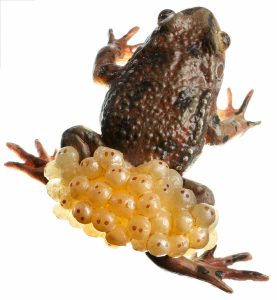 Midwife Toad With Spawn, Male