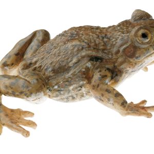 Midwife Toad, Female