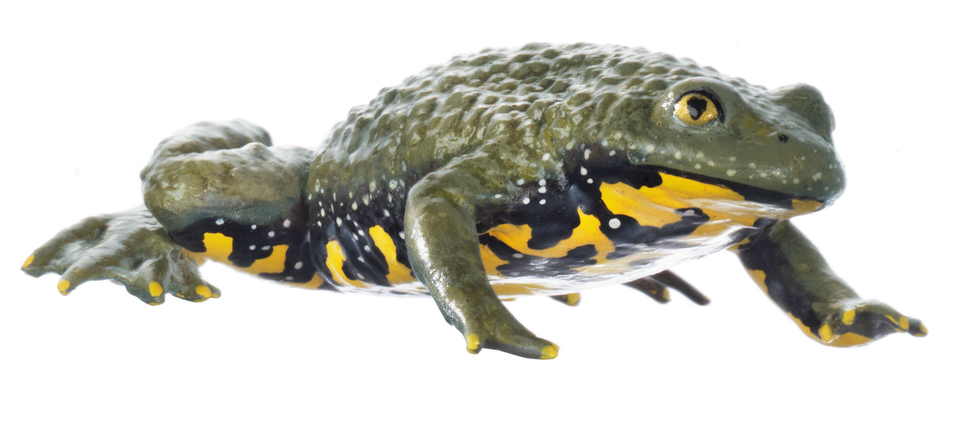 Yellow-bellied Toad