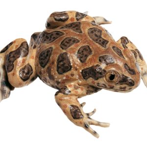 Common Spadefoot