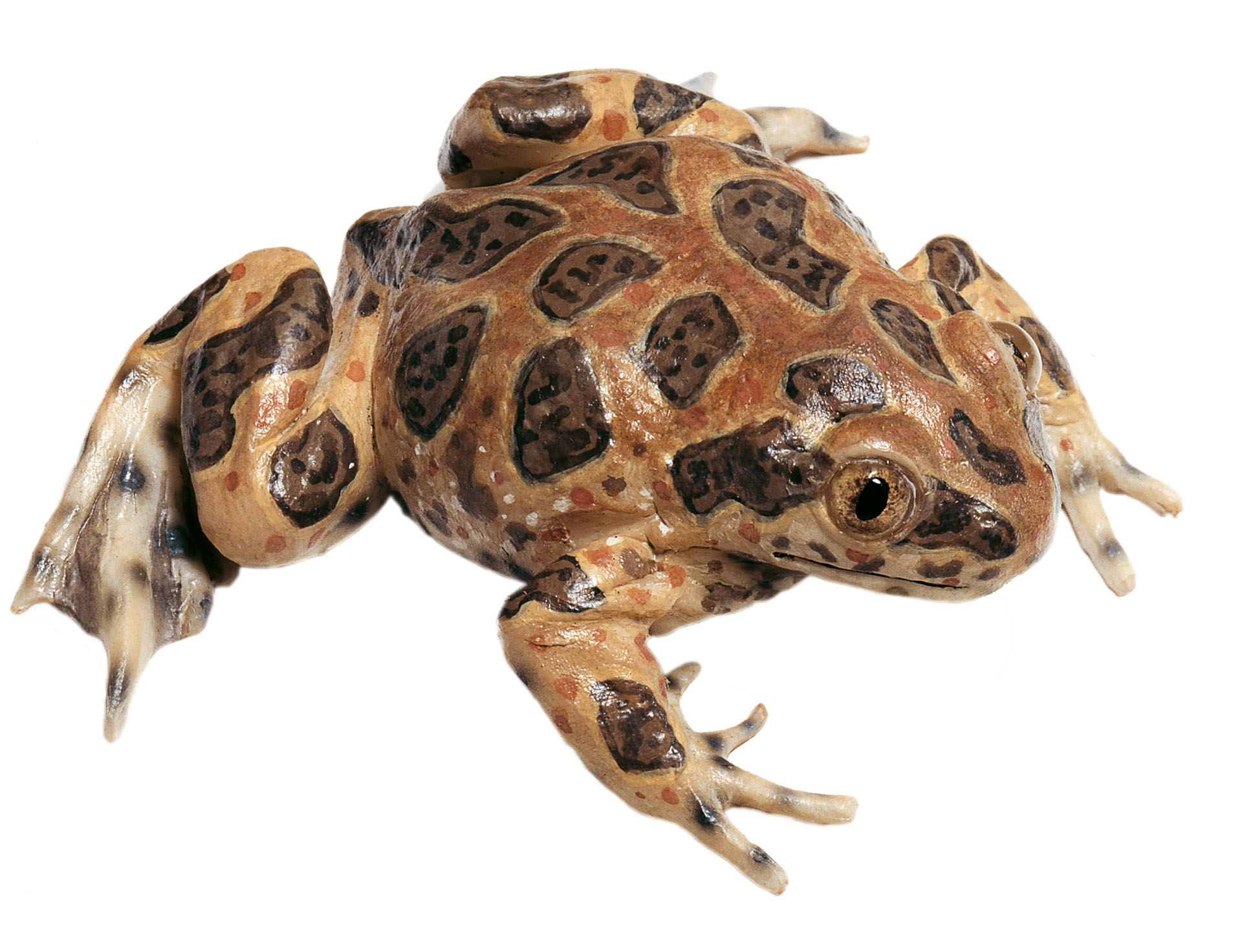 Common Spadefoot