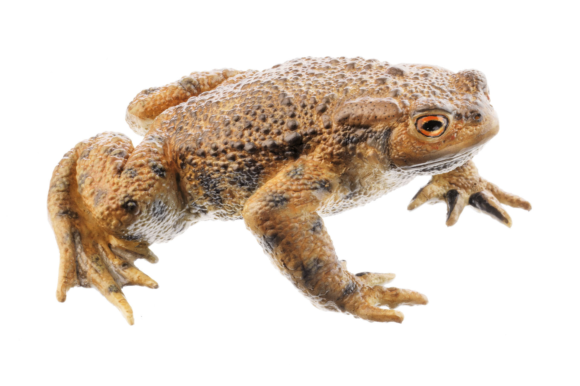 Common Toad, Male