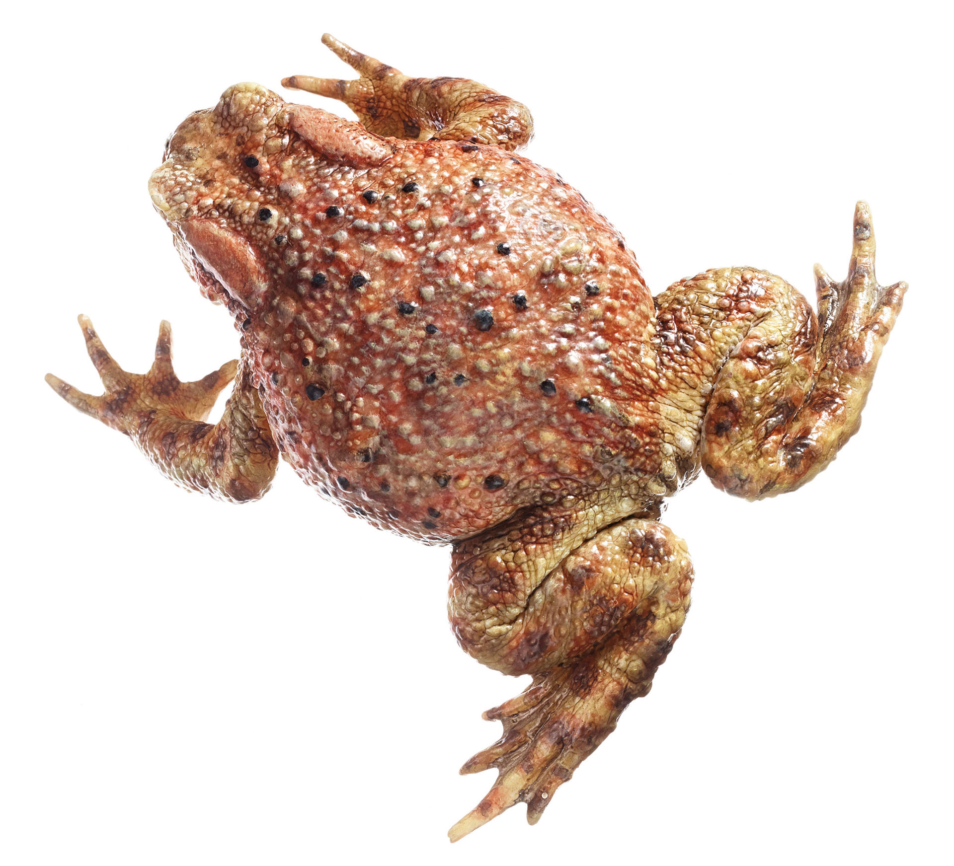 Common Toad, Female