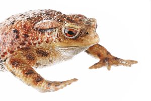 Common Toad, Female