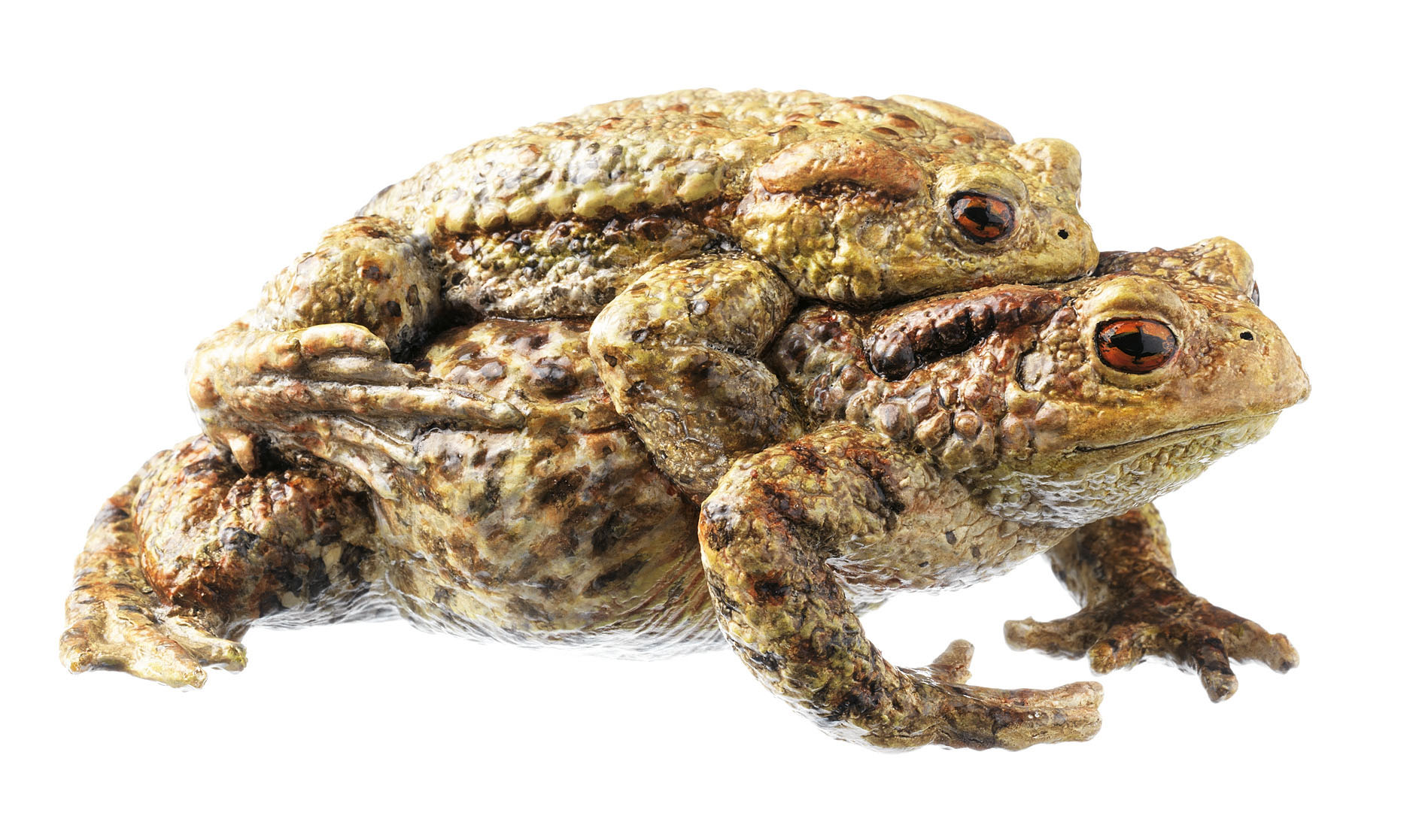 Common Toad, Pair in Amplexus