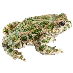 Green Toad, Male