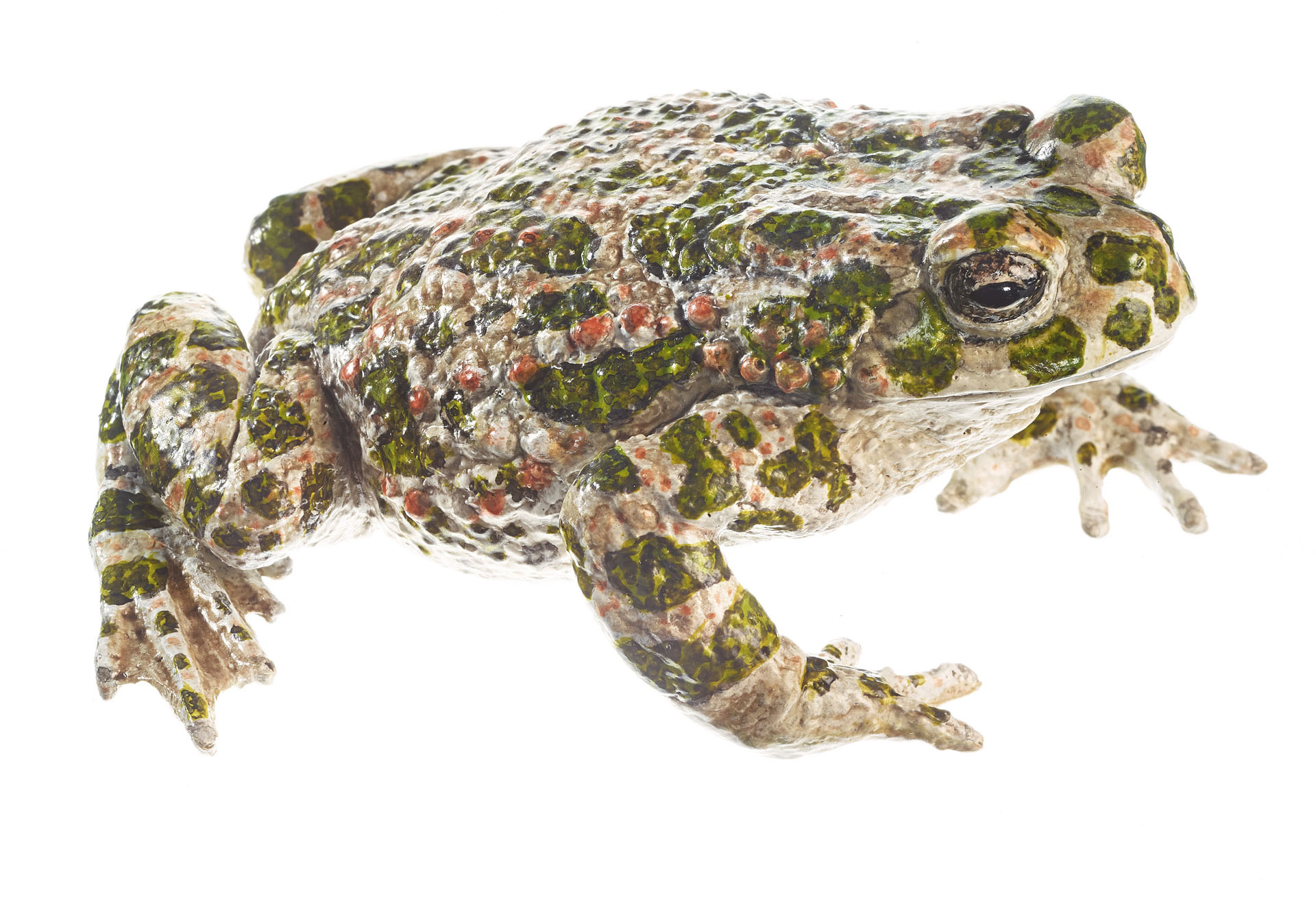 Green Toad, Female