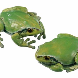 Common Tree Frog, Female (2 Models)