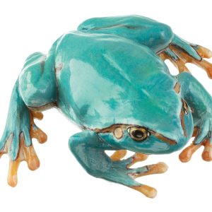 Common Tree Frog Normal Posture Rare Light Blue Morph, Female