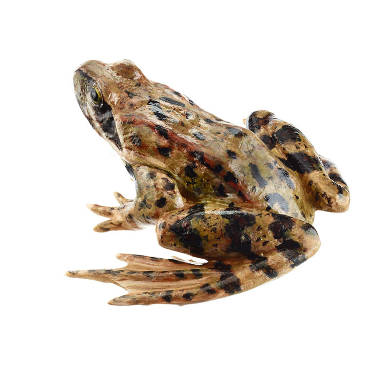 Common Frog, Male