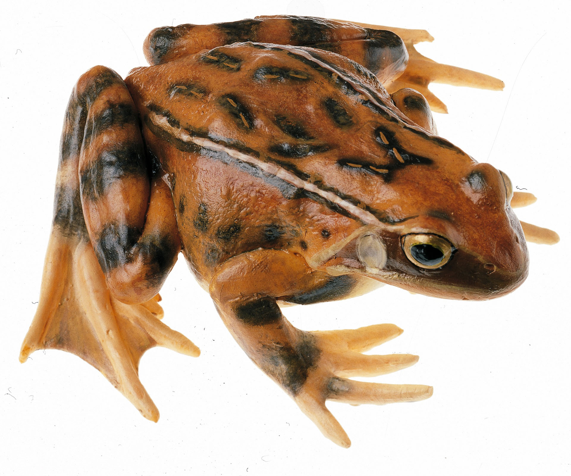 Common Frog, Female