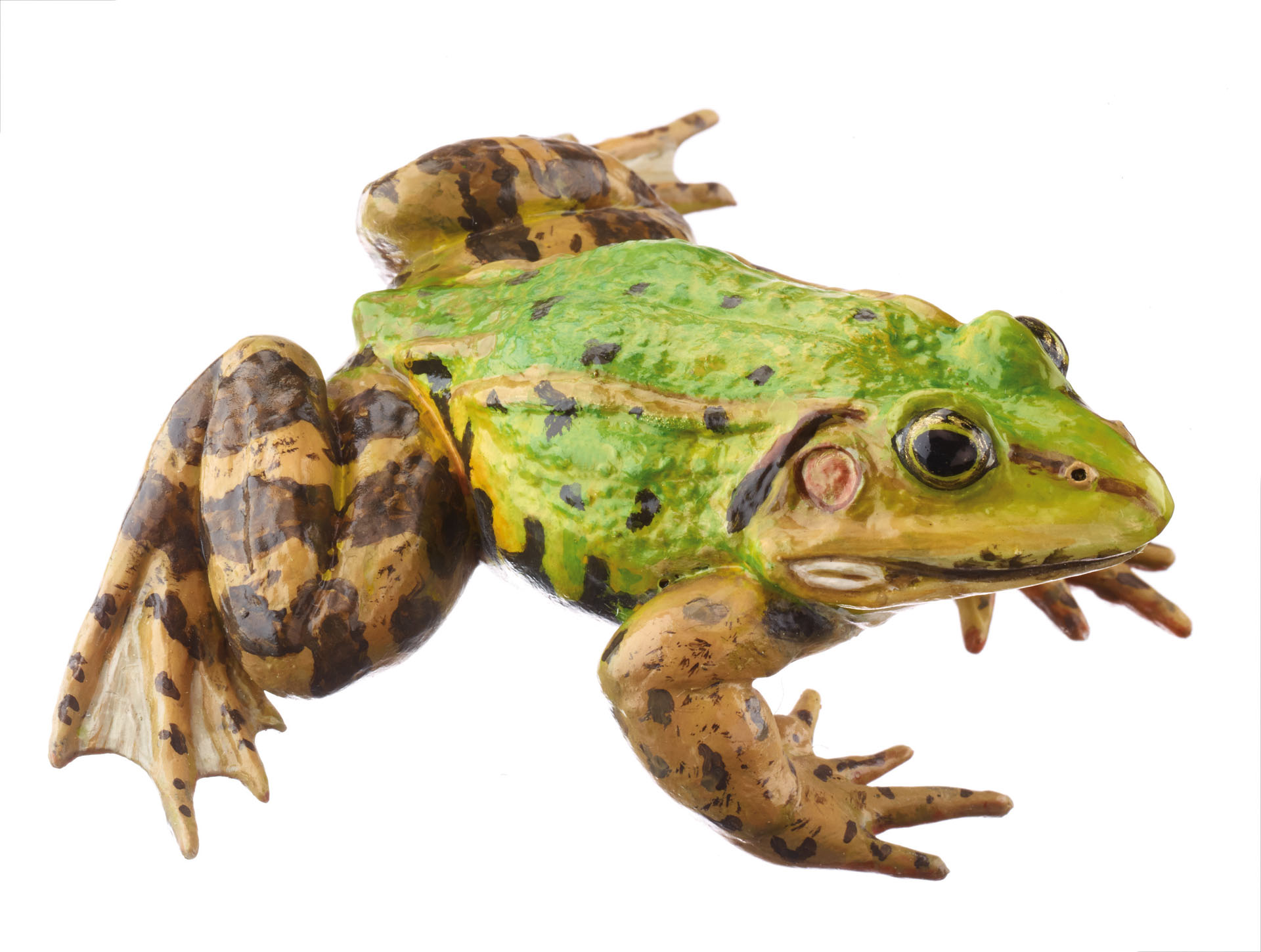 Pool Frog With Dorsal Stripe, Male